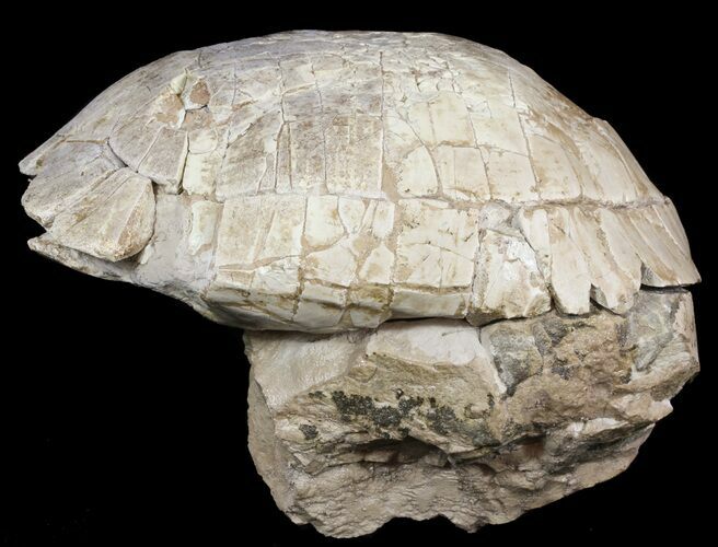 Fossil Tortoise (Stylemys) From Nebraska - Very Inflated #51318